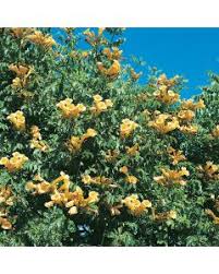 Bignone plante grimpante persistant ou caduque pouvant aller jusqu'à 10m exposition soleil fleur jaune rouge orange rose